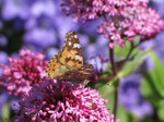 SX06440 Painted lady butterfly (Cynthia cardui) on pink flower Red Valerian (Centranthus ruber).jpg